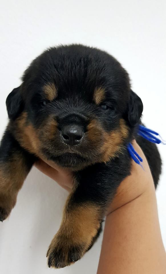 เปิดจองลูกสุนัขร็อตไวเลอร์