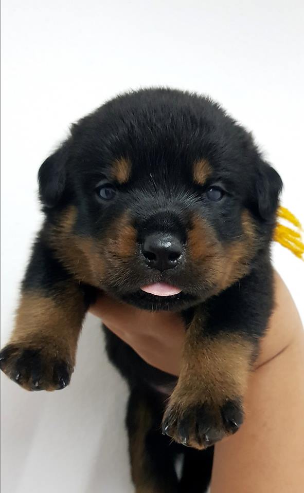 เปิดจองลูกสุนัขร็อตไวเลอร์