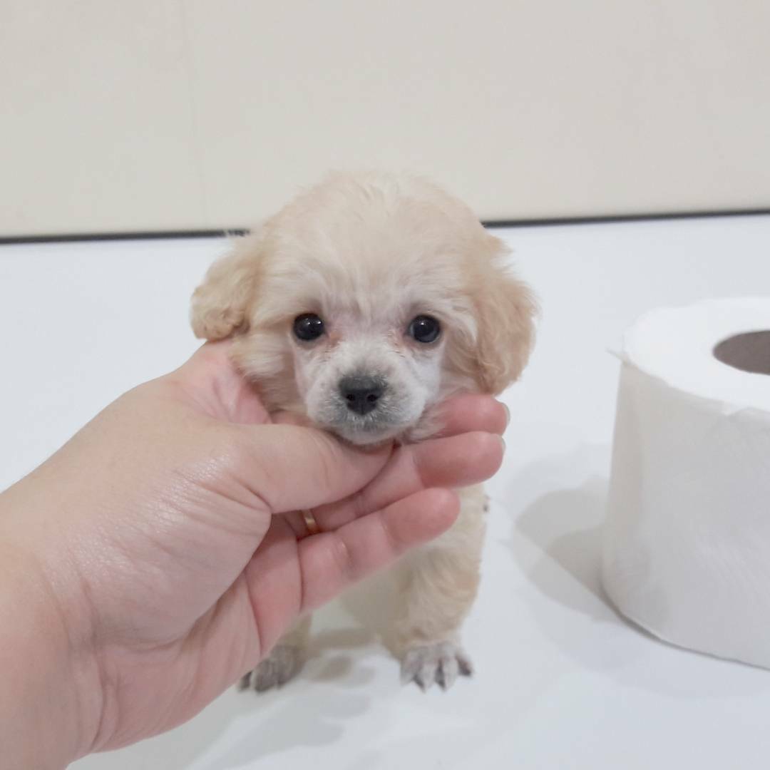 พุดเดิ้ลหน้าตุ๊กตาหมี ไซด์จิ๋ว ด่วน!