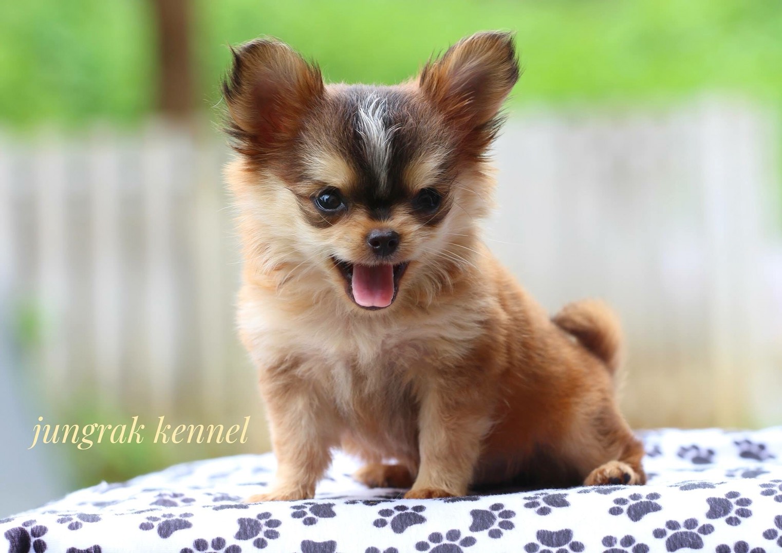 ขายน้องชิวาวาเพศเมียวัย 2 เดือน นิสัยติดคนสุดๆ ฉลาดเรียนรู้ไว