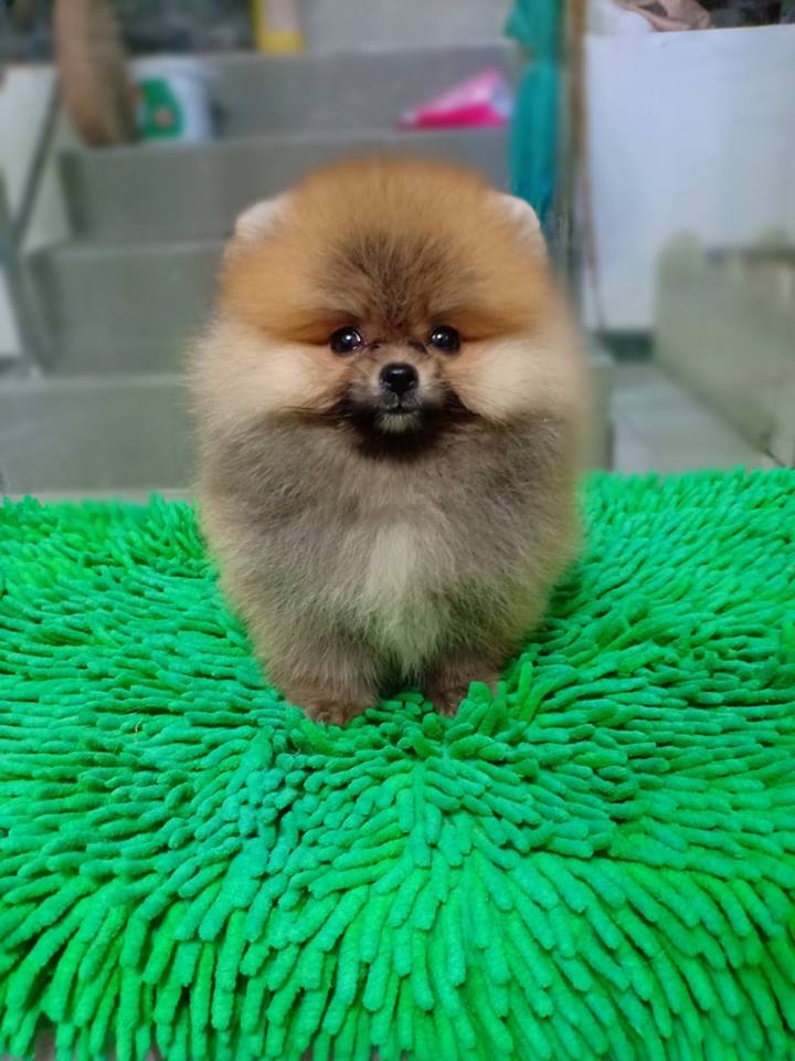 ขายปอมหน้าหวาน ขาใหญ่ ขนแน่นๆ