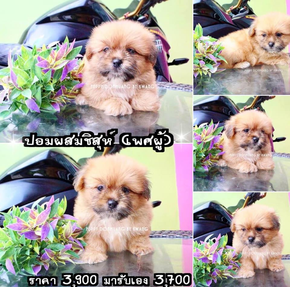 ขายปอมผสมชิสุห์ เพศผู้ 1
