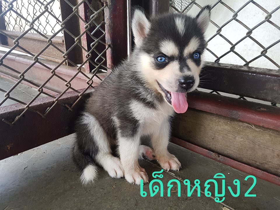 เปิดจองลูกไซบีเรียนครับ
