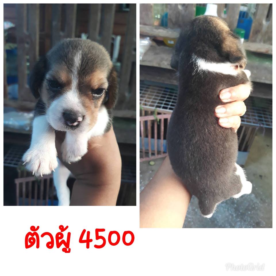 เปิดจองลูกบีเกิ้ลแท้