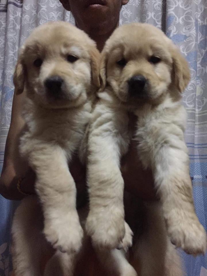 ขายโกลเด้นน่ารักๆ