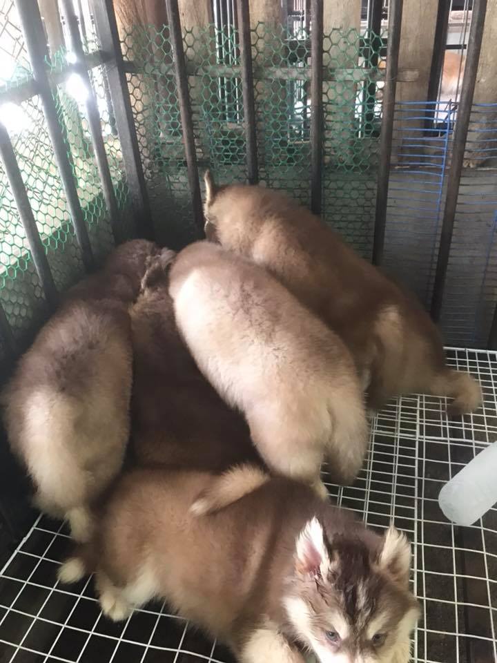 ขายไซบีเรียน