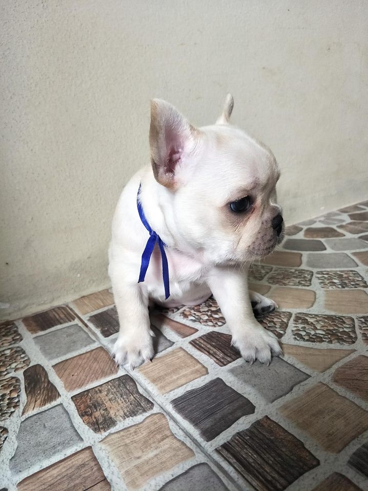 ขายเฟร้น บลูด๊อก