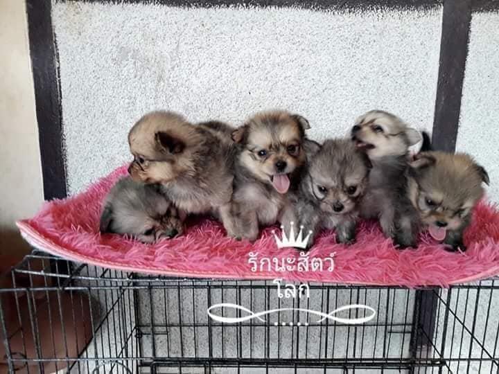 ขายปอมผสมชิสุพุดเดิ้ล