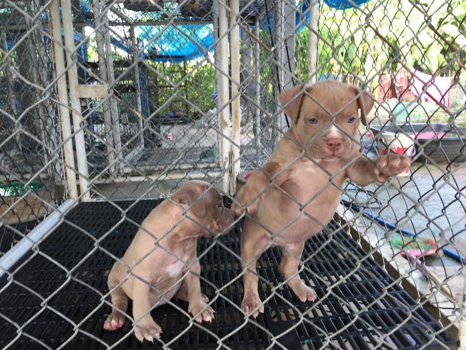 ขายบูลลี่ ราคาเบาๆ 8,500 รับหน้าร้าน 7,000