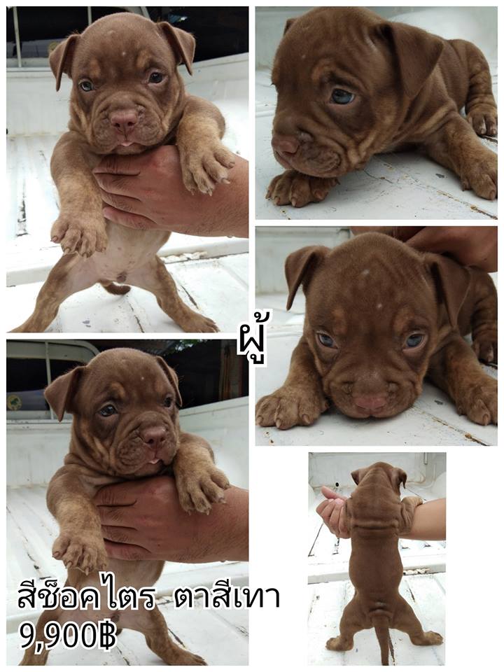 ขายอเมริกันบูลลี่ เหลือ ผู้ 1 ตัว เมีย 2 ตัวค่ะ