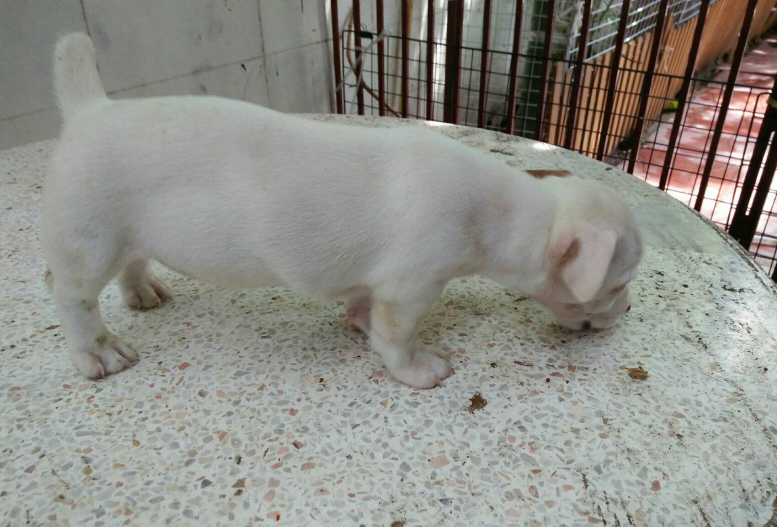 แจ็ครัสเซล