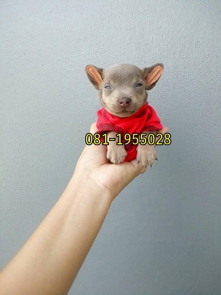ขายพุดเดิ้ลผสมชิวาวา