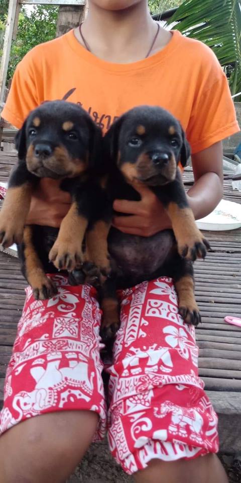 เปิดจองลูกร๊อตไวเลอร์ เพศผู้1เมีย1 อายุ34วัน.