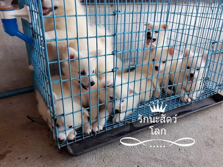 ขายปอมผสมสปิทต์พันธุ์ใหญ่