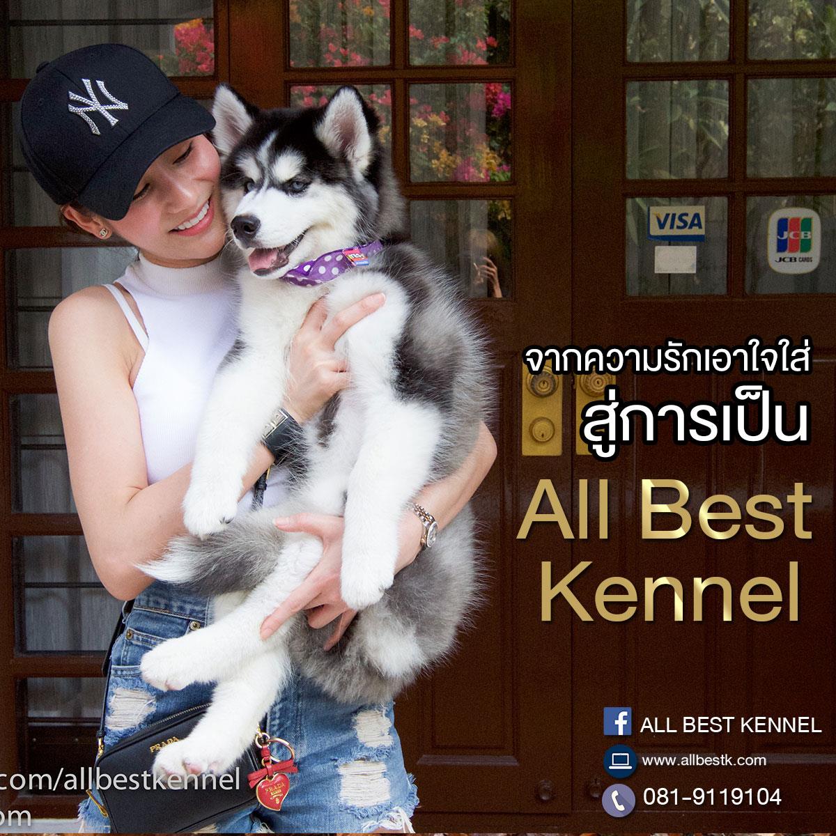 ไซบีเรียน เกรดไฮเอน คัดคุณภาพ ต้องที่allbest เท่านั้น