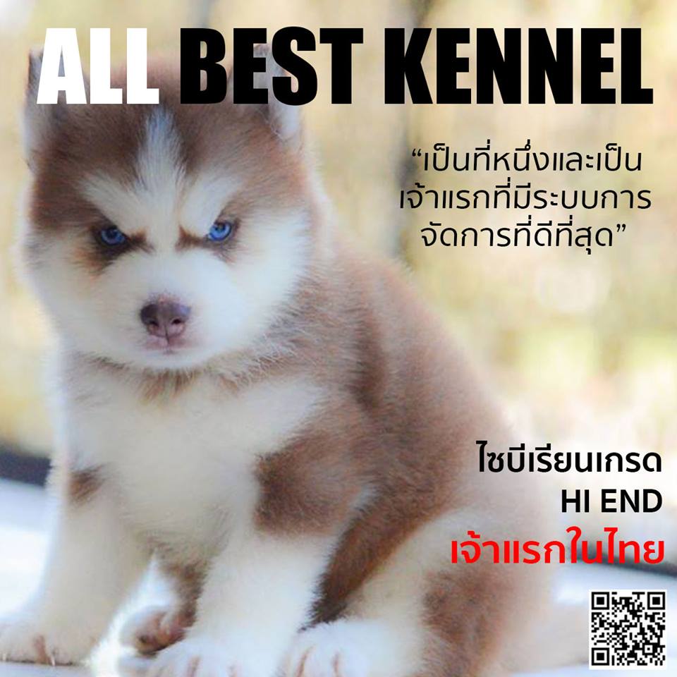 ที่สุดของไซบีเรียน เกรดคุณภาพบริการหลังการขายครบ ต้องที่allbestkennel