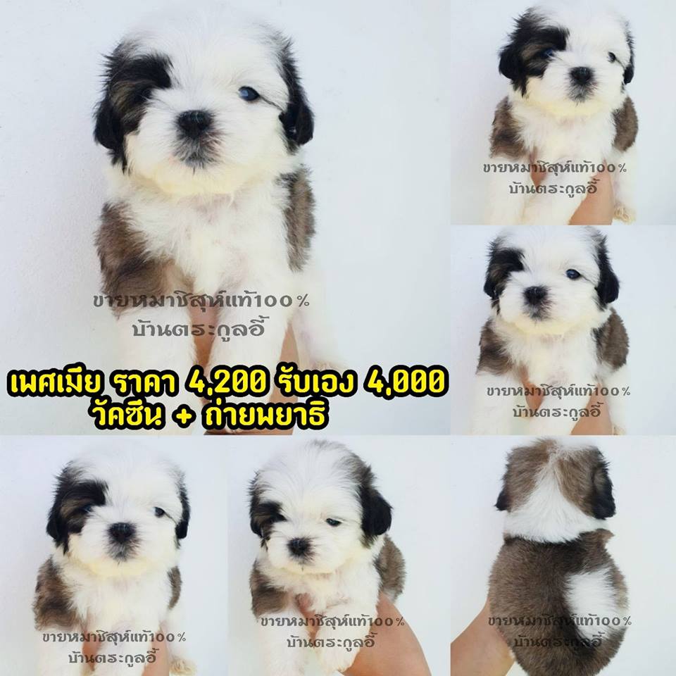 ขายชิสุห์แท้