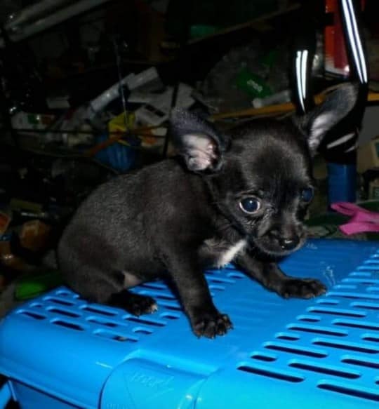 ขายชิวาวา 3,000บ. ตัวเมีย 2 และตัวผู้3ตัว สีช็อก5,300บ.