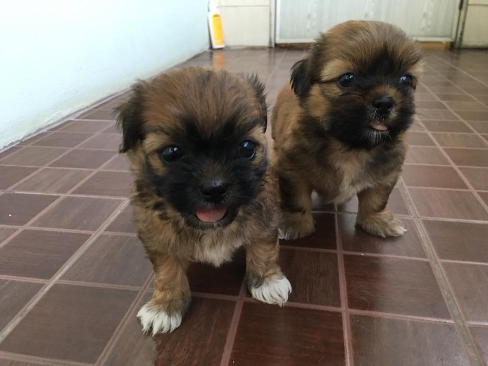 ชิสุแท้ ช1ญ1ตัวละ2,800