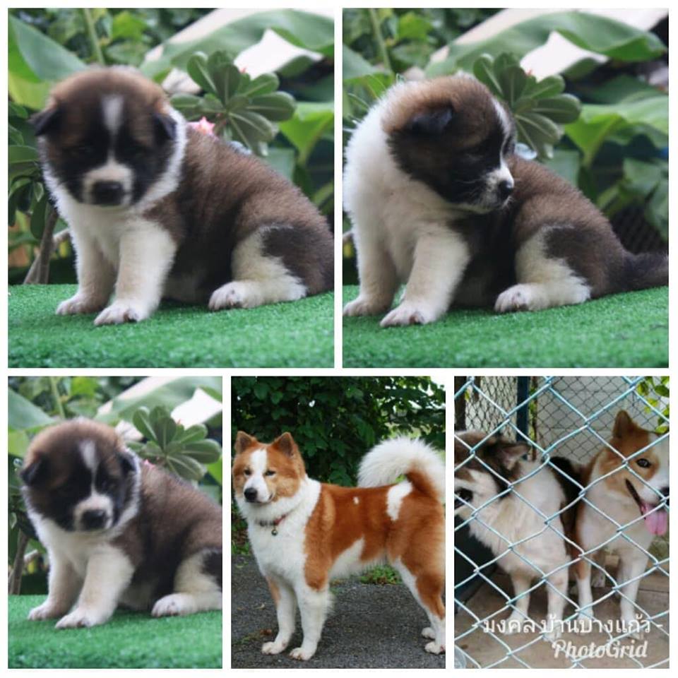 ขายลูกสุนัขบางแก้ว ผู้5 เมีย3
