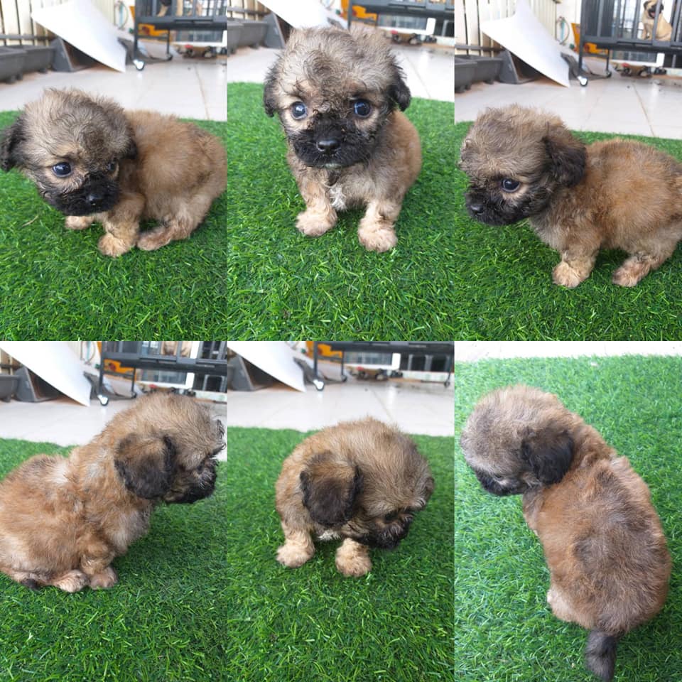 ชิสุทอยผสมพุดเดิลทอย ผู้1เมีย1