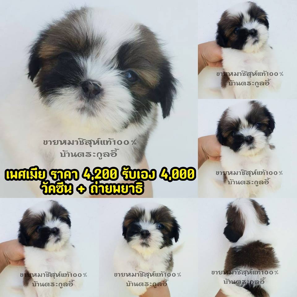 ขายชิสุห์แท้