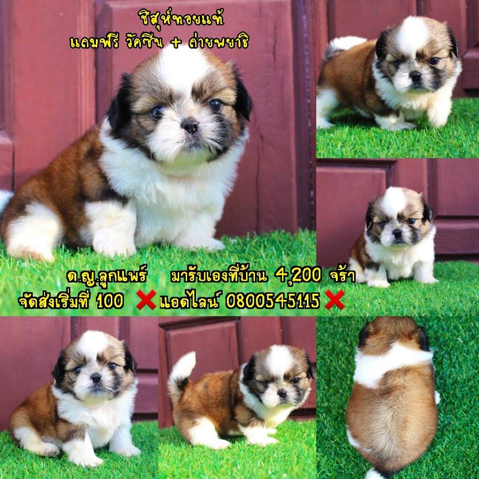 ขายชิสุห์ทอยแท้ 4200