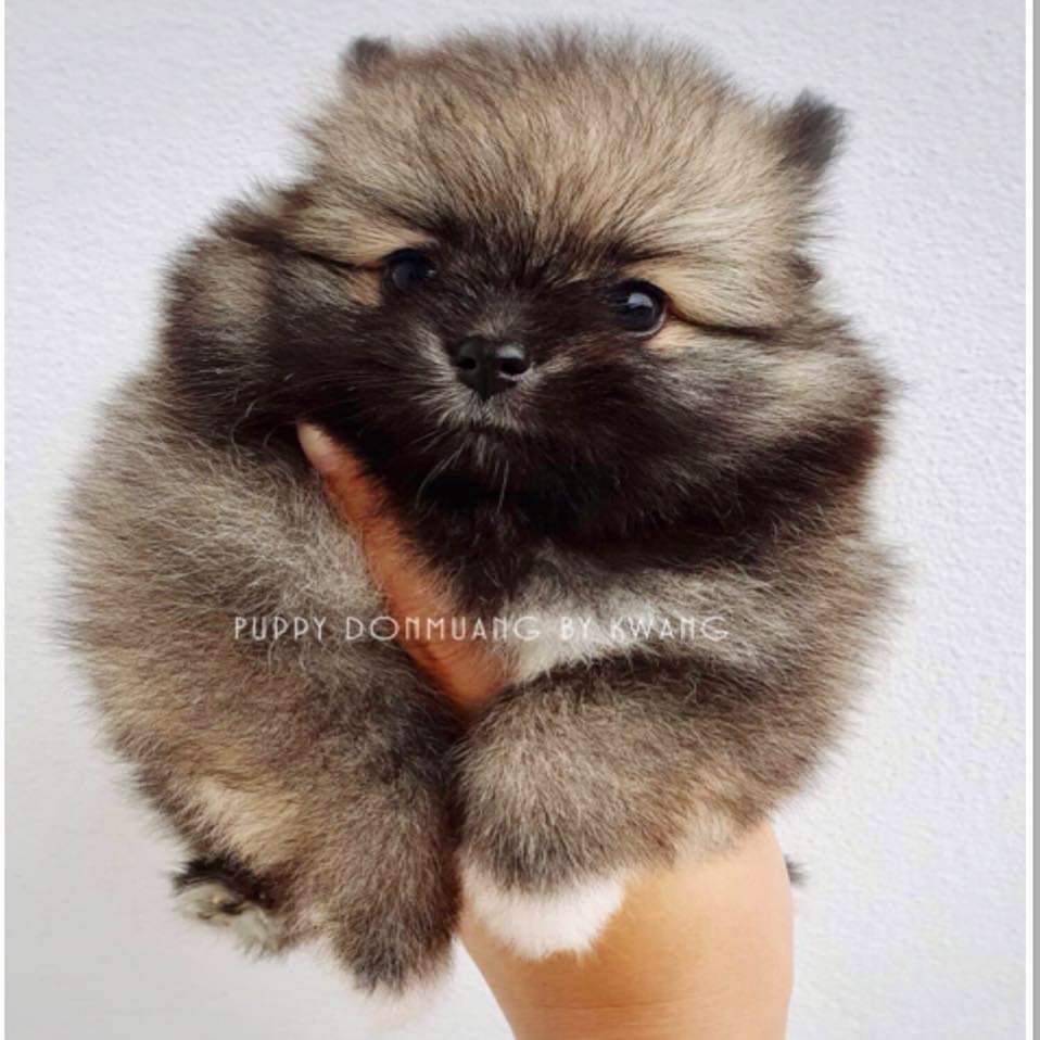 ขายน้องหมาพันธุ์ปอมตัวเมีย 8500