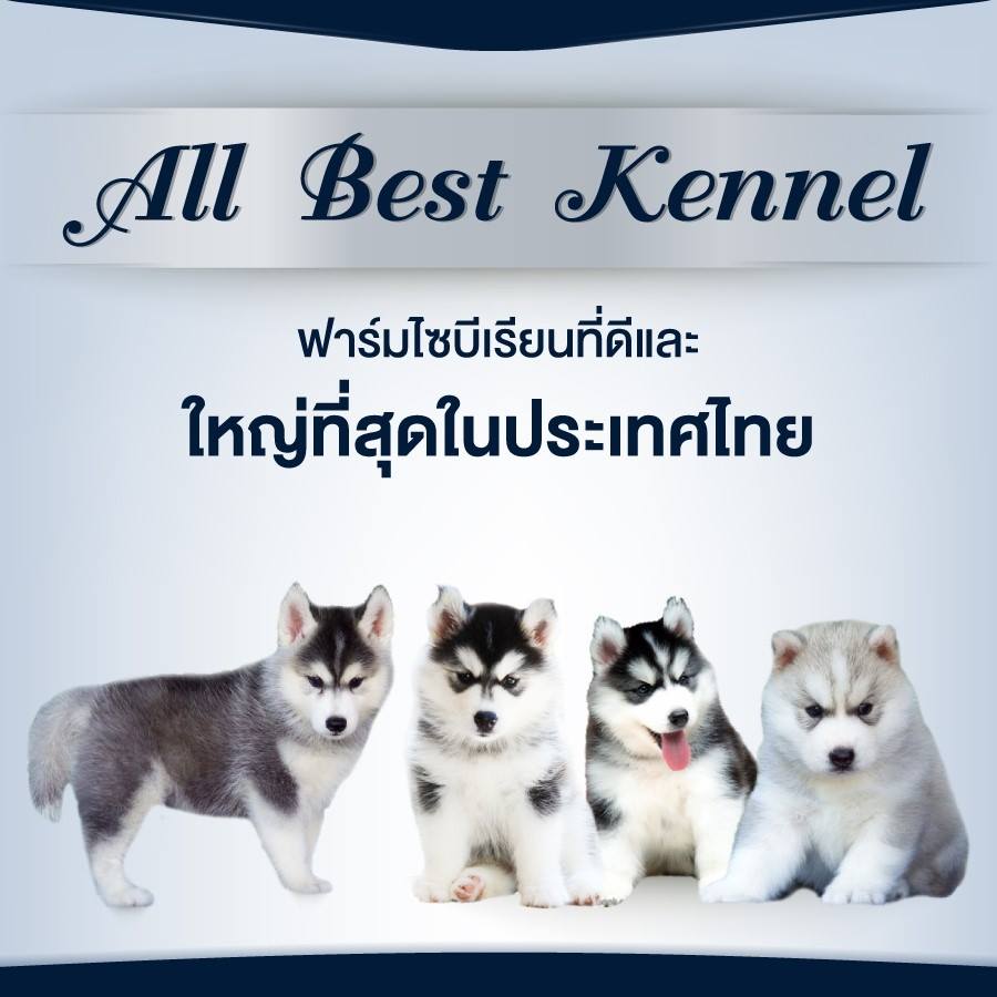 AllBest Kennel ไซบีเรียน ฮัสกี้ เกรดคุณภาพ มีให้เลือกหลายคอก โครงสร้างใหญ่