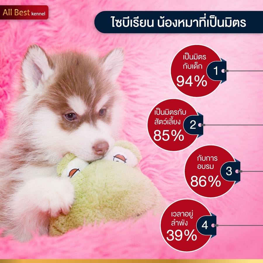 AllBest Kennel ไซบีเรียน ฮัสกี้ เกรดคุณภาพ มีให้เลือกหลายคอก โครงสร้างใหญ่