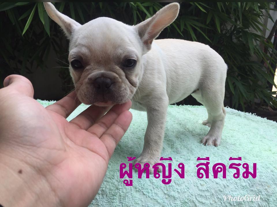 ขายลูกเฟรนช์ บูลด็อก อายุ 2 เดือน