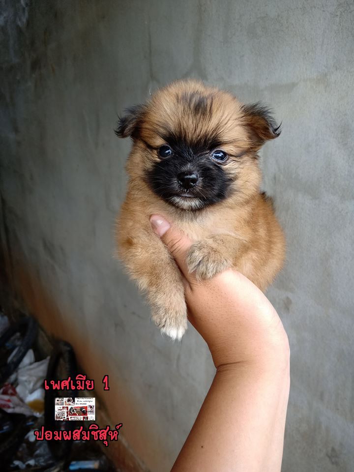 ขายปอมผสมชิสุห์ 🐕 สวยๆ อ้วนๆ ขนแน่นๆ ติดปอม90%