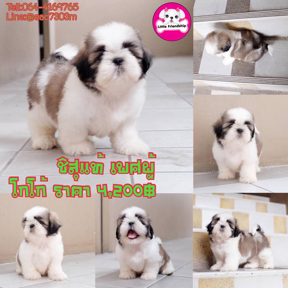 ขายชิสุแท้ หน้าบี้ มาร์คสวย ราคา 4,200