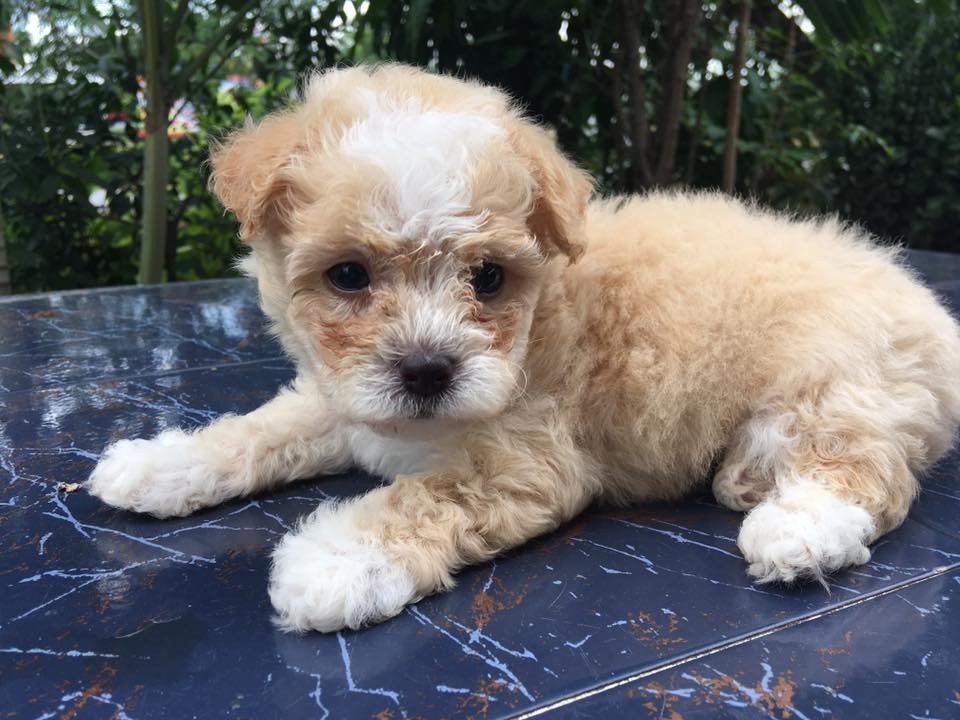 ขายพุดเดิ้ลแท้ตัวสุดท้ายเพศผุ้ 2,500฿