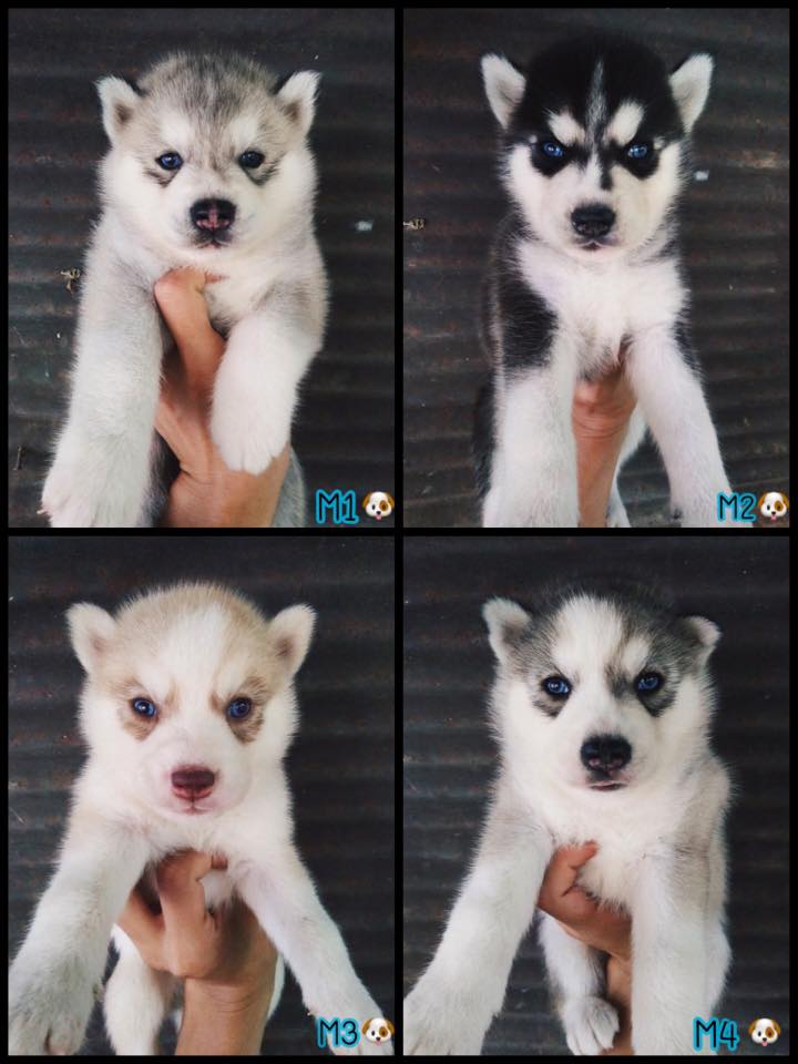 เปิดจองน้องหมาไซบีเรียนฮัสกี้