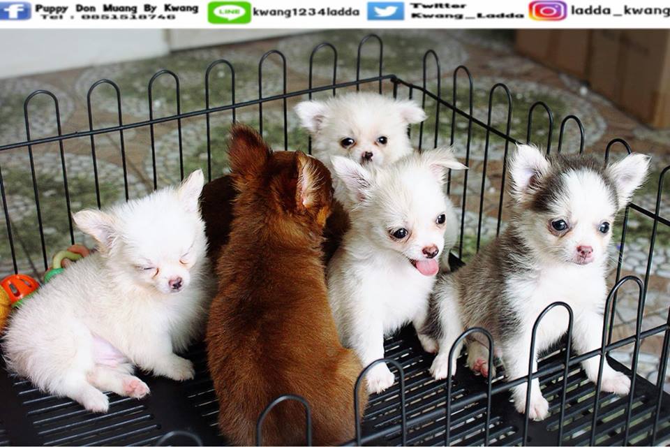 ขายชิวาว่าแท้ #ทุกตัวราคา3900