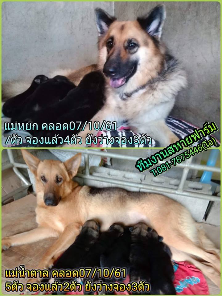 เปิดจองลูกอัลเซเชียน2ครอก