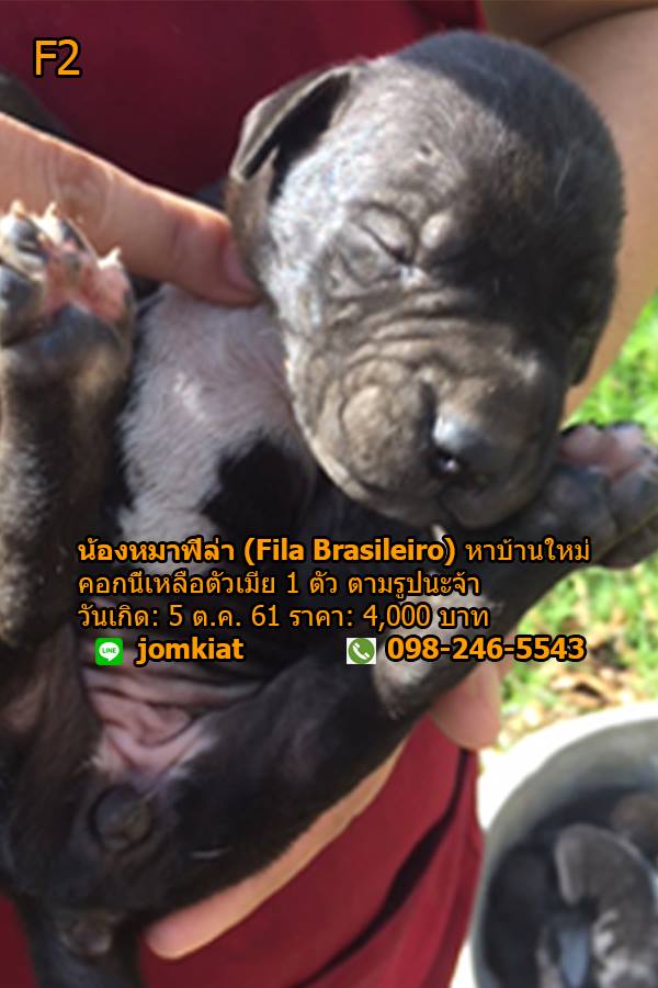 ขายน้องหมาฟีล่าแท้ลายเสือ 🐯 (Fila Brasileiro)