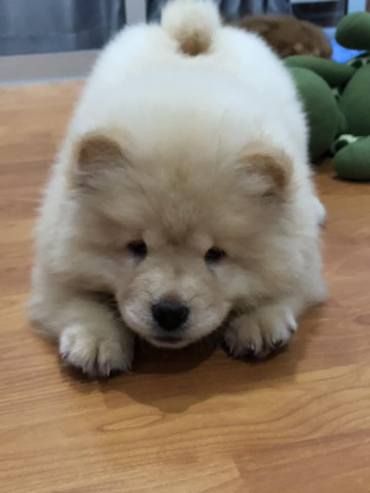 ขายน้องหมา หาบ้านไหม่พันธุ์เชาเชา เพศหญิง อายุ2เดือน