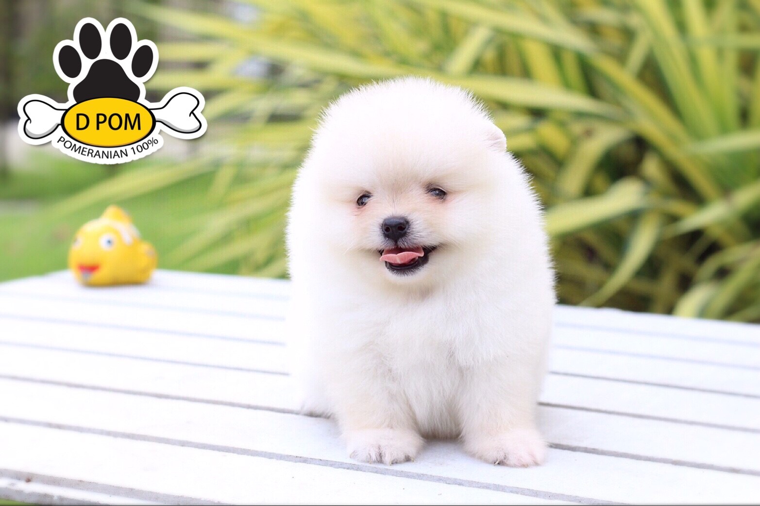 DPOM FARM ขายปอมหน้าสั้น ...เจเจ...เพศผู้ สีขาว หน้าหมี ทรงสวย หน้าสั้น ขนแน่นฟู