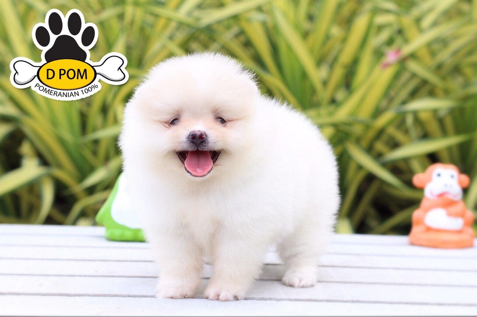 DPOM FARM ขายน้องปอมแท้ ...มาร์ช...เพศผู้ สีขาว ขนฟู ตากลม ฟอร์มสวย น่ารัก