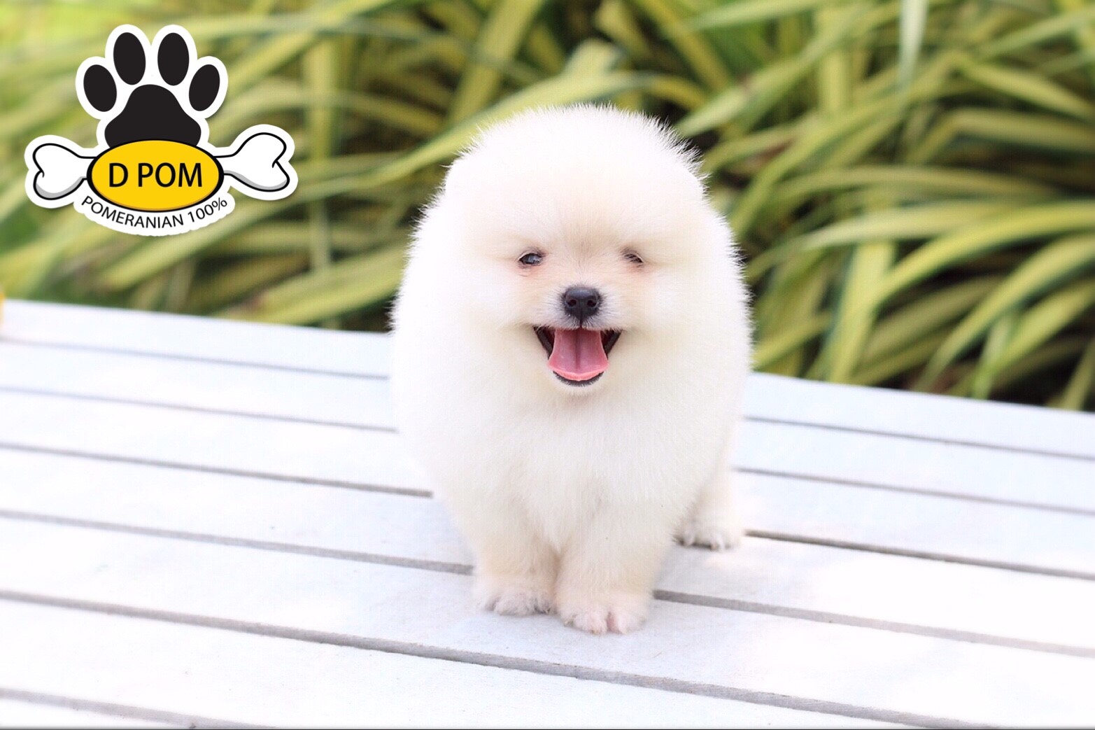 DPOM FARM ขายปอมหน้าสั้น ...เจเจ...เพศผู้ สีขาว หน้าหมี ทรงสวย หน้าสั้น ขนแน่นฟู