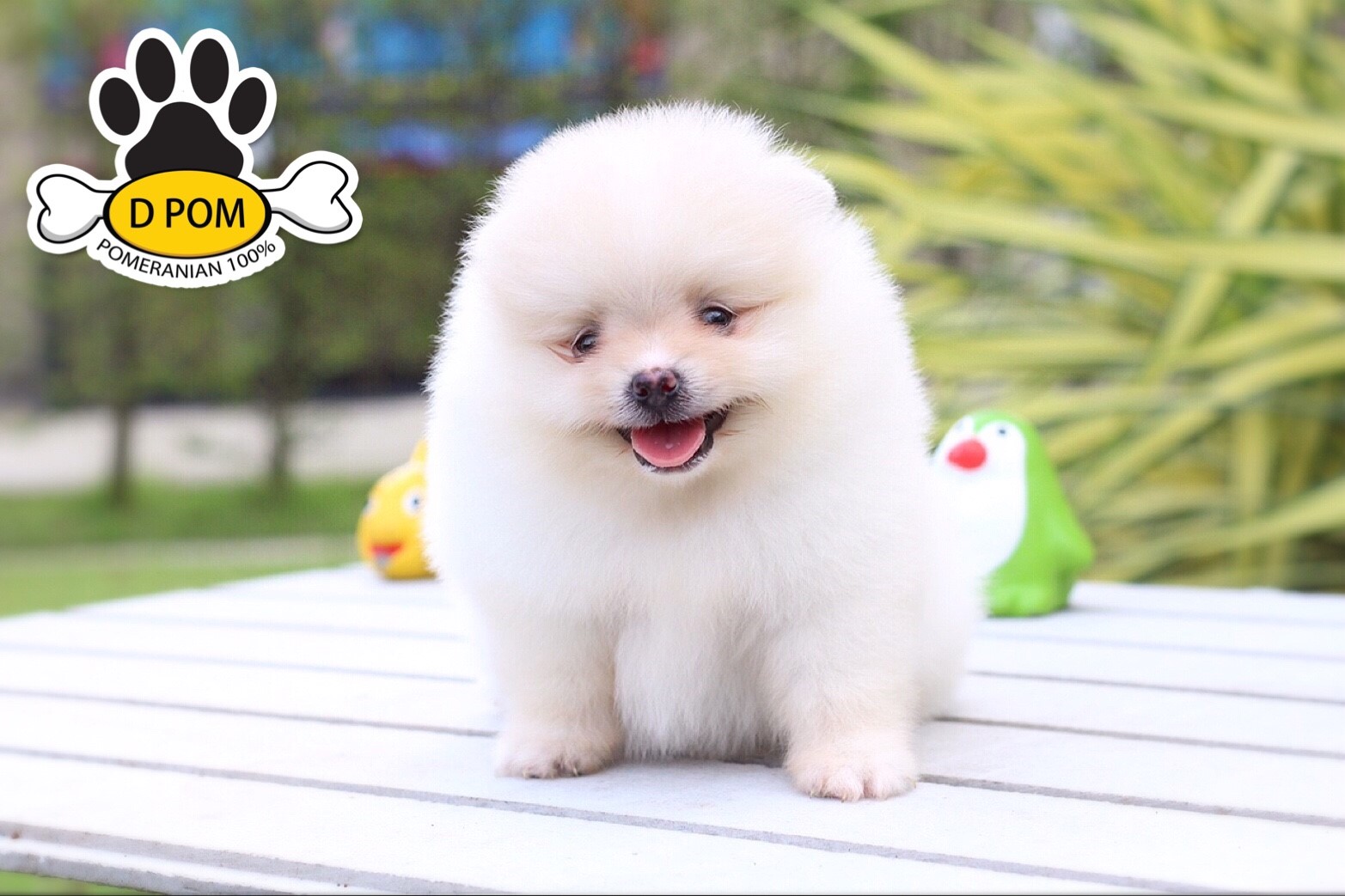 DPOM FARM ขายน้องปอมแท้ ...มาร์ช...เพศผู้ สีขาว ขนฟู ตากลม ฟอร์มสวย น่ารัก