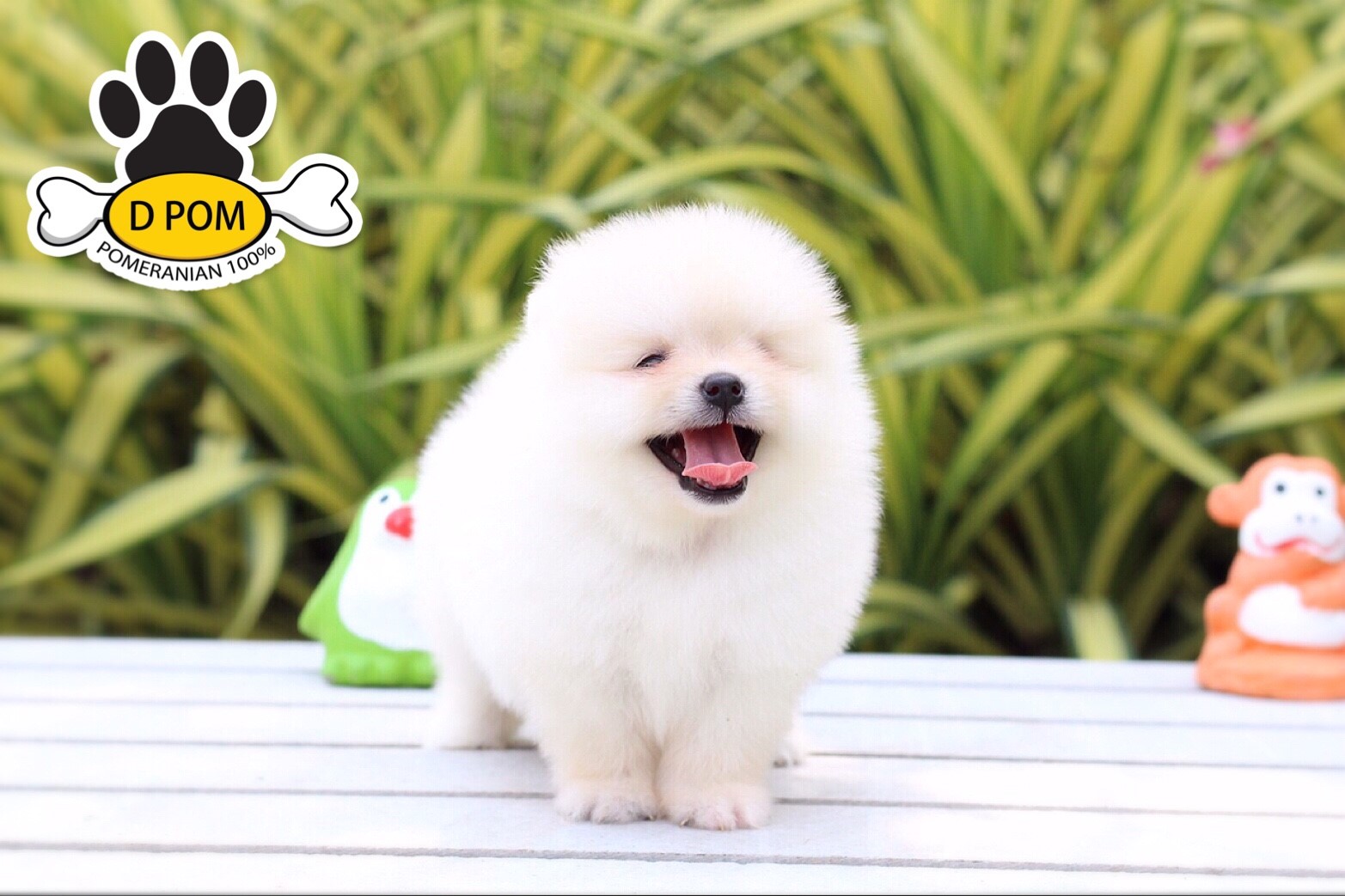DPOM FARM ขายปอมหน้าสั้น ...เจเจ...เพศผู้ สีขาว หน้าหมี ทรงสวย หน้าสั้น ขนแน่นฟู