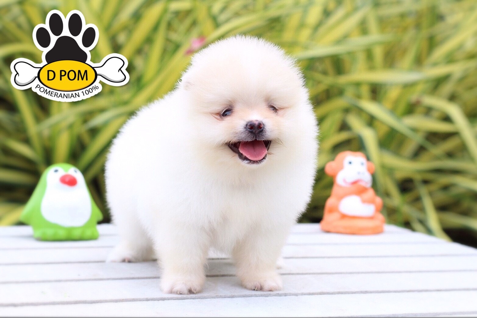 DPOM FARM ขายน้องปอมแท้ ...มาร์ช...เพศผู้ สีขาว ขนฟู ตากลม ฟอร์มสวย น่ารัก