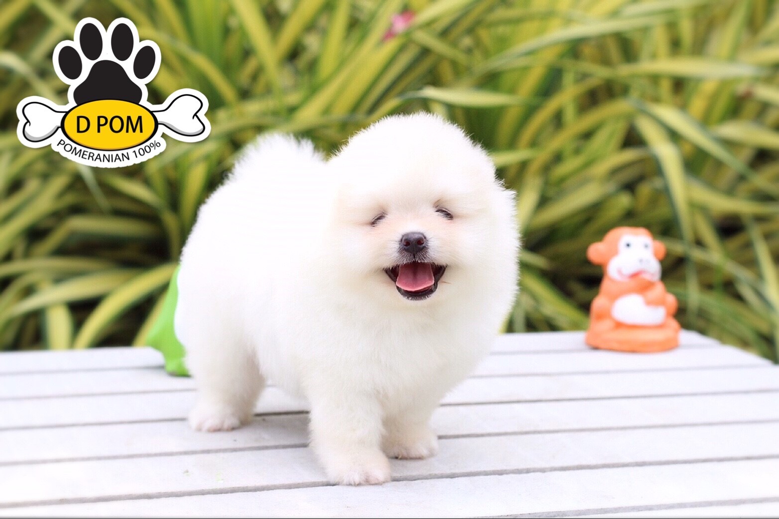 DPOM FARM ขายปอมหน้าสั้น ...เจเจ...เพศผู้ สีขาว หน้าหมี ทรงสวย หน้าสั้น ขนแน่นฟู