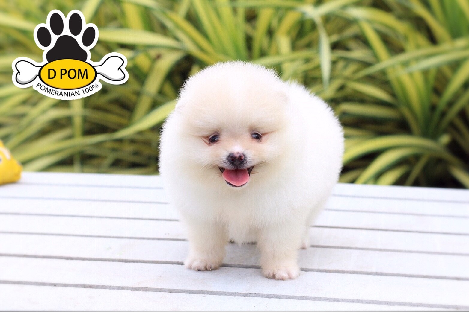 DPOM FARM ขายน้องปอมแท้ ...มาร์ช...เพศผู้ สีขาว ขนฟู ตากลม ฟอร์มสวย น่ารัก