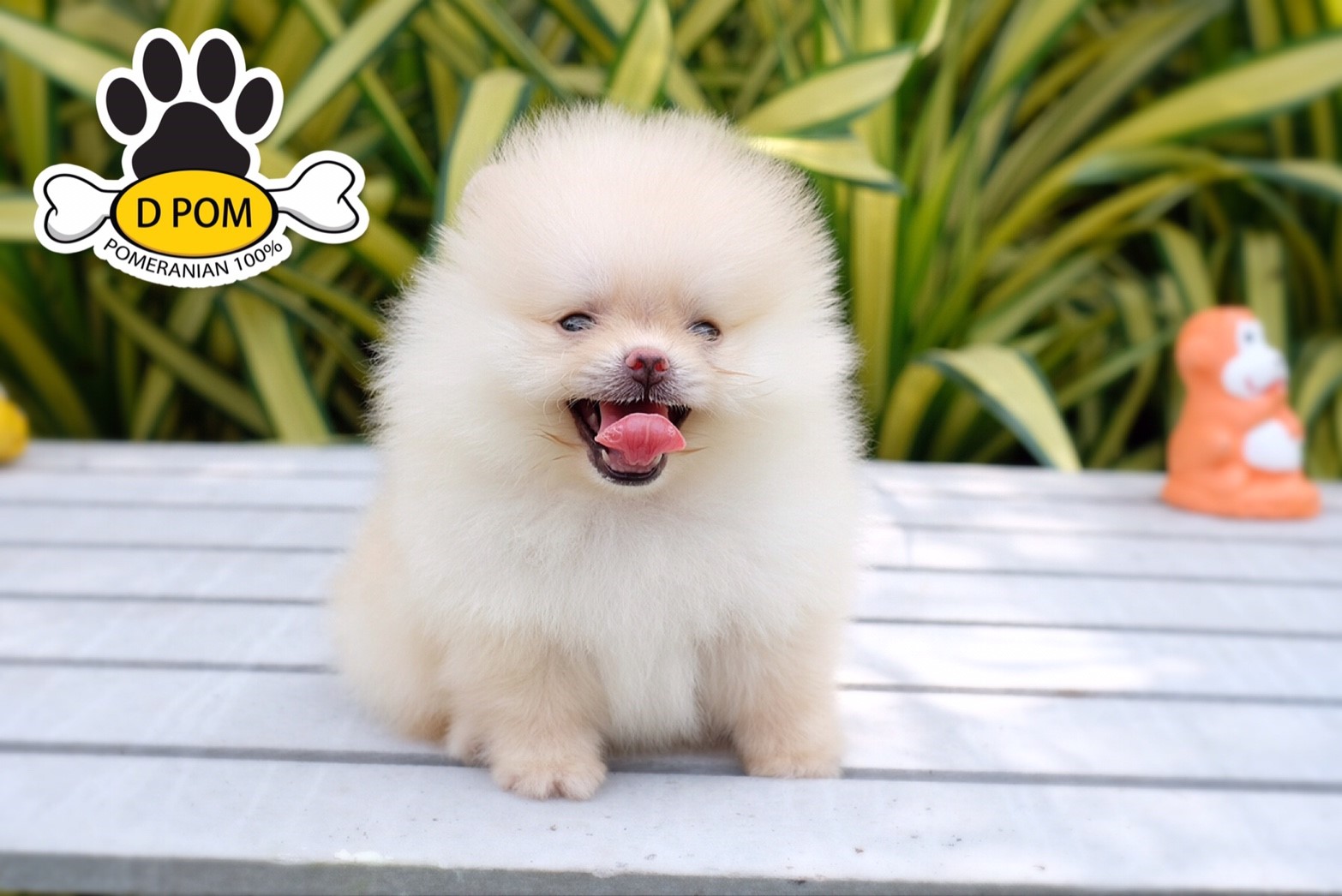 DPOM FARM ขายปอมแท้ ...เอเทน... เพศผู้ สีครีม ทีคัพ พร้อมย้ายบ้าน มีบริการส่งถึง