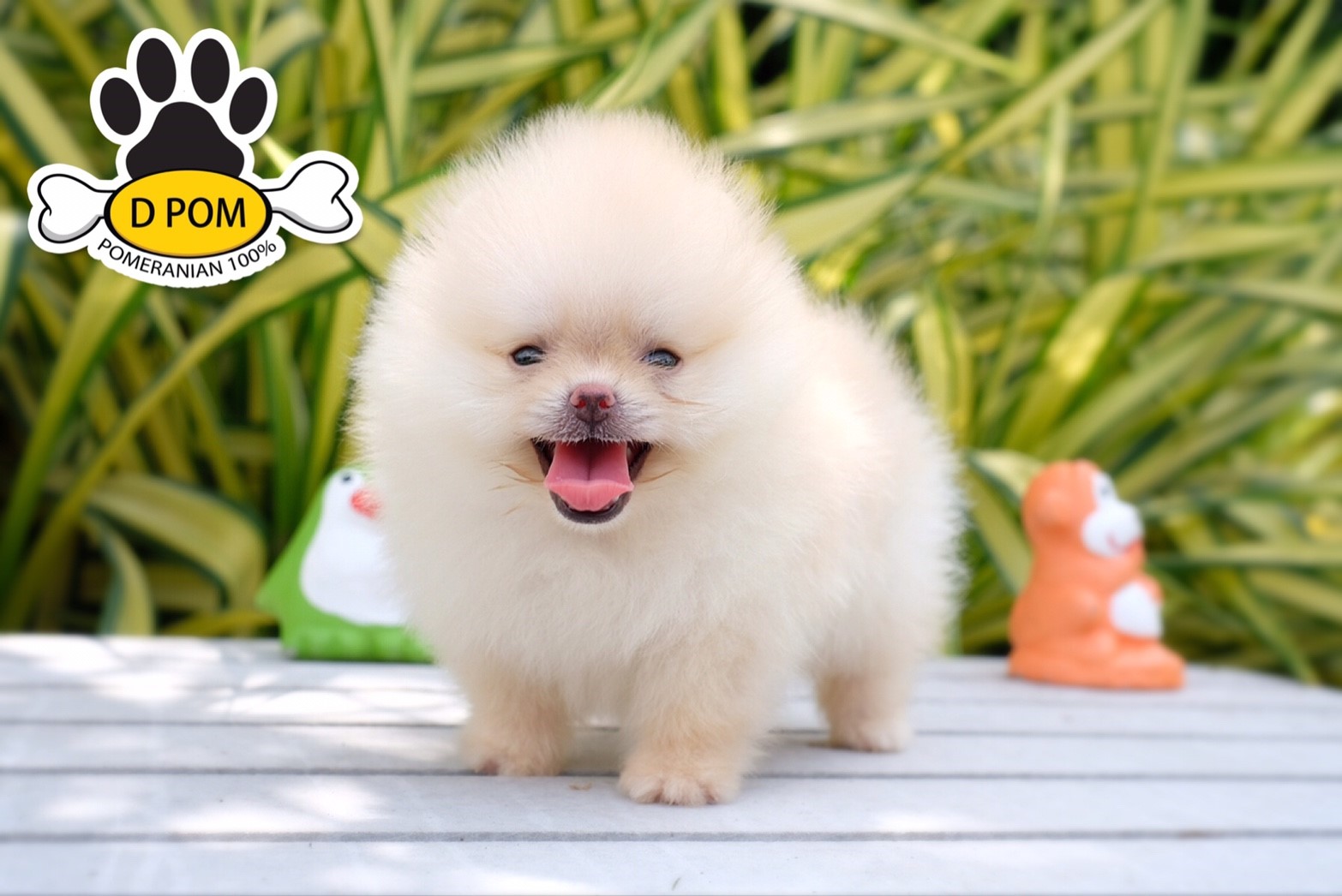 DPOM FARM ขายปอมแท้ ...เอเทน... เพศผู้ สีครีม ทีคัพ พร้อมย้ายบ้าน มีบริการส่งถึง