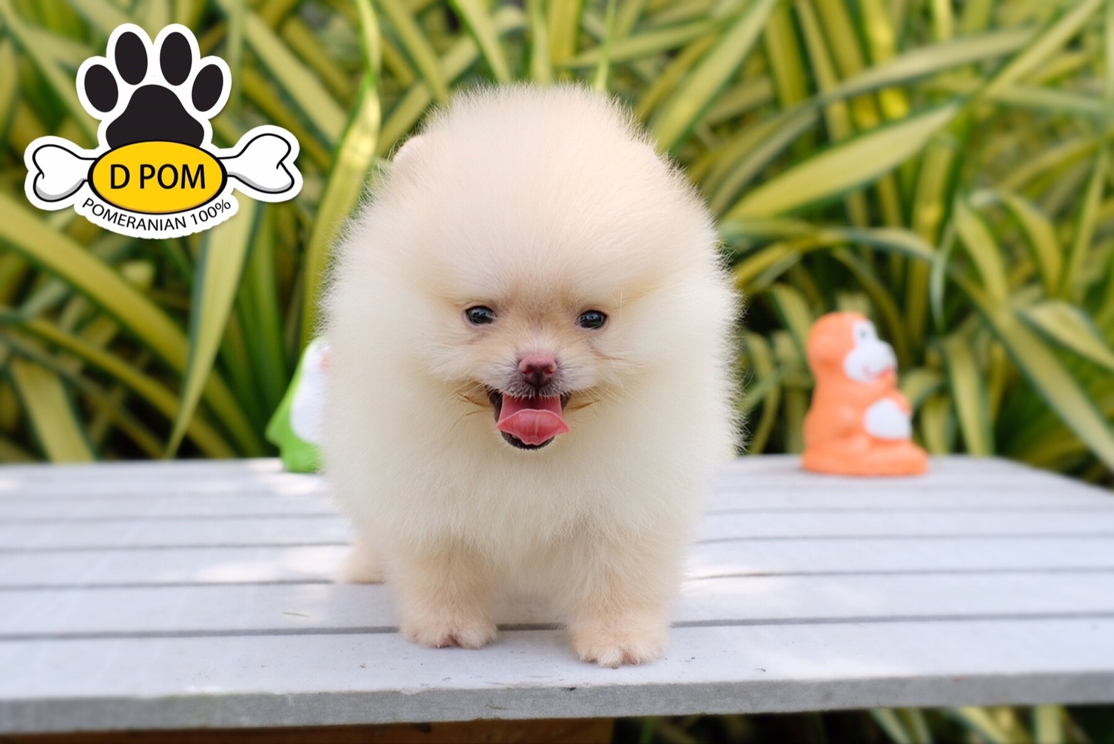 DPOM FARM ขายปอมแท้ ...เอเทน... เพศผู้ สีครีม ทีคัพ พร้อมย้ายบ้าน มีบริการส่งถึง